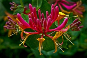 Honeysuckle 1