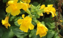 Red spotted yellow "Monkey" flower (or Musk Flower, Blood-drop Emlet) in St. Gallen, Switzerland. Its Latin name is Mimulus Luteus, native to South America.