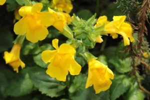 Red spotted yellow "Monkey" flower (or Musk Flower, Blood-drop Emlet) in St. Gallen, Switzerland. Its Latin name is Mimulus Luteus, native to South America.