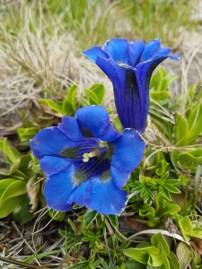 gentian immagine 1