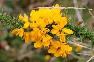 gorse immagine 1