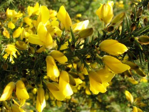 gorse immagine 2