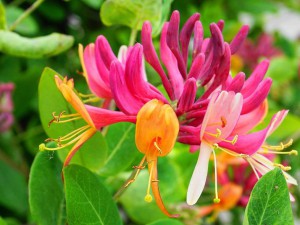 honeysuckle 2