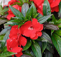 impatiens 1