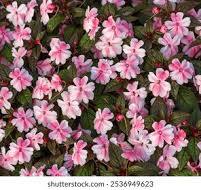 impatiens 2