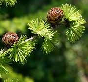 larch 2